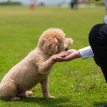 Comment bien éduquer un chien têtu