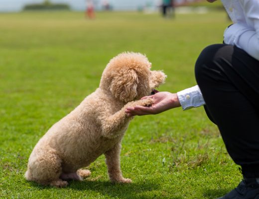 Comment bien éduquer un chien têtu