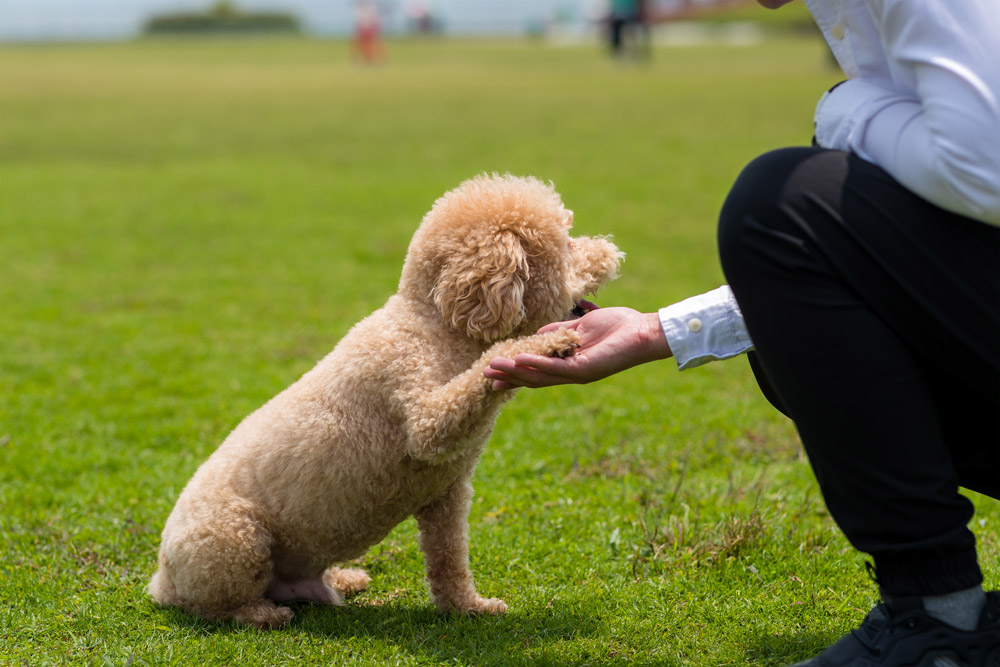 Comment bien éduquer un chien têtu